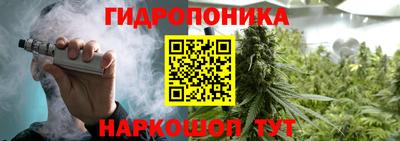 шишки Изобильный